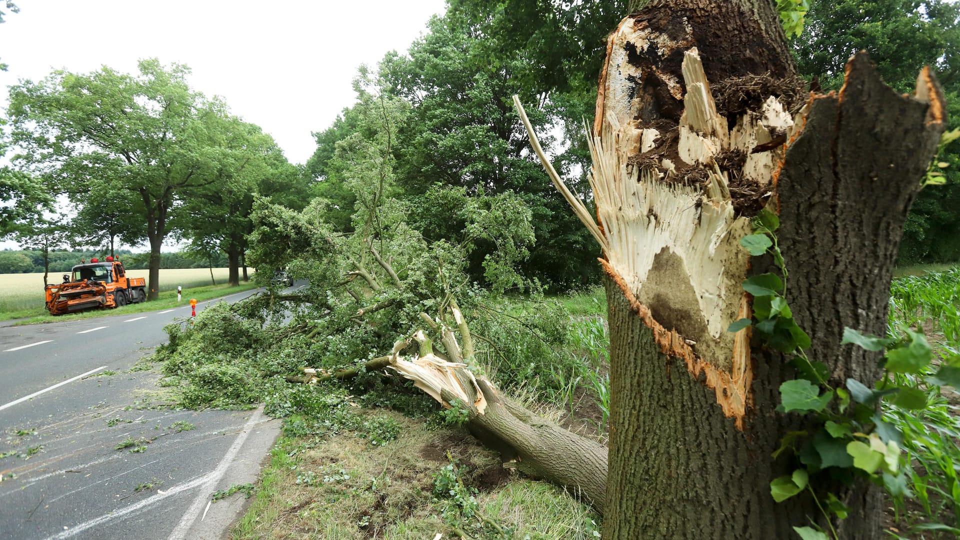 Baum auf B215 bei Verden-Walle