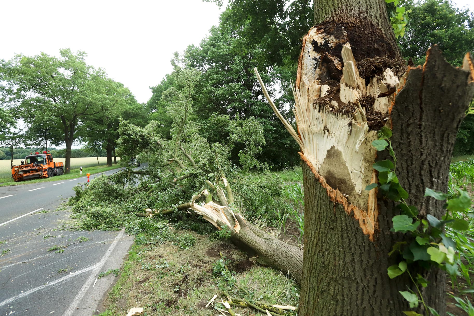 Baum auf B215 bei Verden-Walle