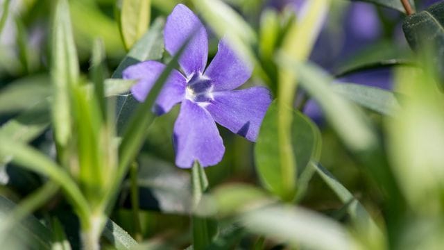 Das Balkan-Immergrün (Vinca balcanica) gehört unter den Turbo-Stauden zu jenen, die sich schnell in die Fläche ausbreiten.