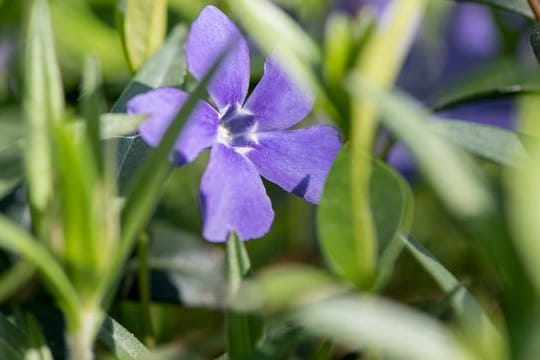 Das Balkan-Immergrün (Vinca balcanica) gehört unter den Turbo-Stauden zu jenen, die sich schnell in die Fläche ausbreiten.