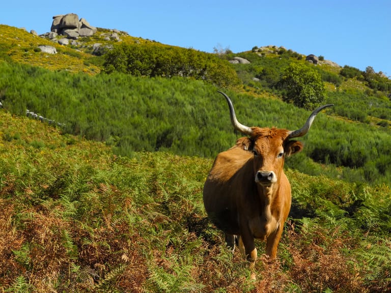 Im Nationalpark Peneda-Gerês kommen Naturfreunde auf ihre Kosten. Das Unesco-Biosphärenreservat fasziniert mit Eichenwäldern, tiefen Tälern und unzähligen Wasserfällen. Hier leben unter anderem heimische Zuchttiere wie die Cachena-Kuh mit ihren langen Hörnern.