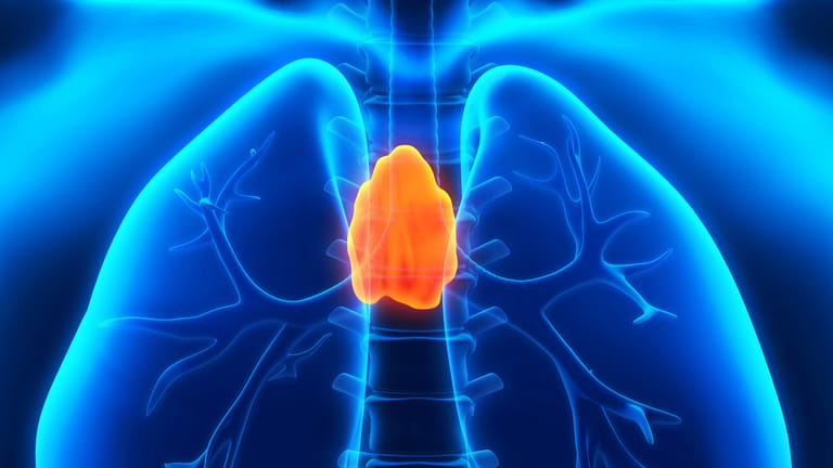 Anatomische Darstellung der Thymusdrüse. Das kleine Organ hinter dem Brustbein ist ein wesentlicher Bestandteil des erworbenen Immunsystems.