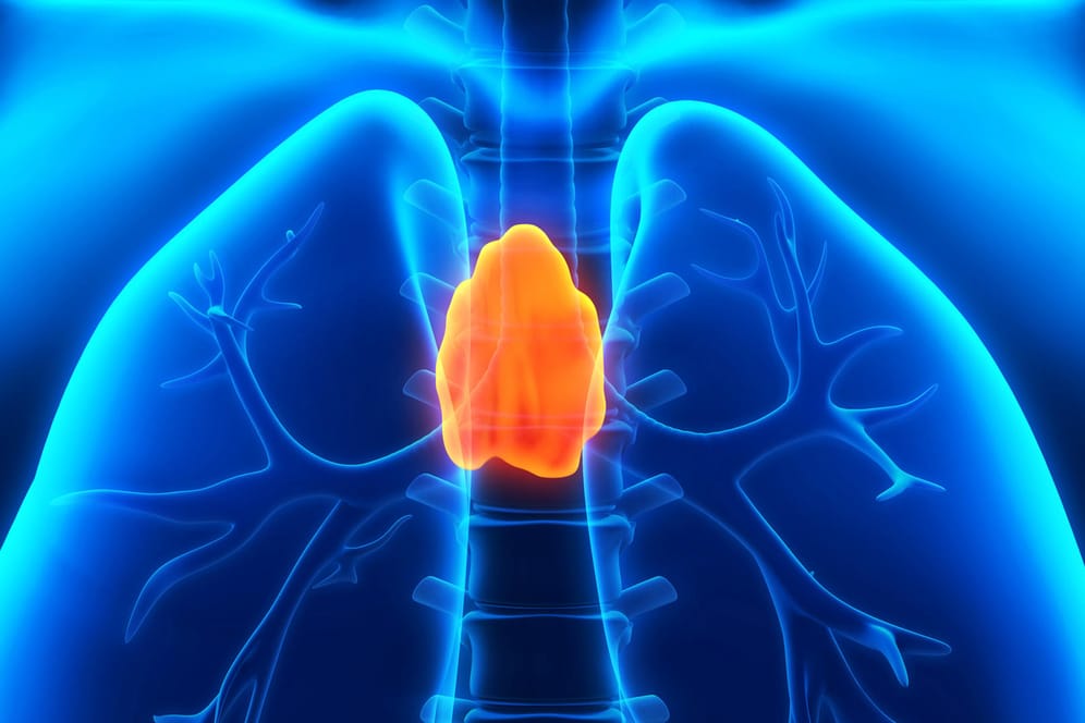 Anatomische Darstellung der Thymusdrüse. Das kleine Organ hinter dem Brustbein ist ein wesentlicher Bestandteil des erworbenen Immunsystems.