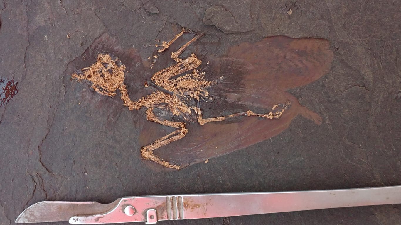 Laut Wissenschaftlern ein "Ausnahmefund": Das Fossil einer bisher unbekannten Vogelart wurde bei Grabungsarbeiten in der Grube Messel gefunden.
