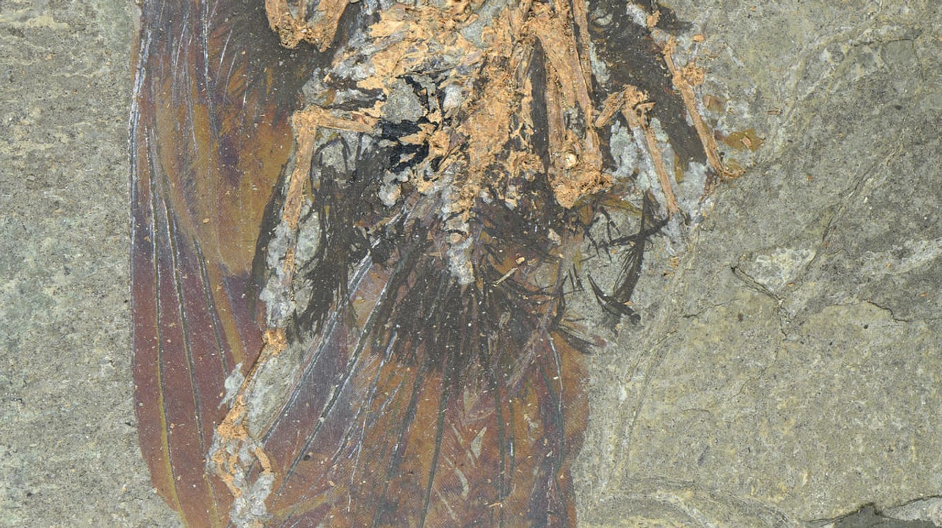 Das Fossil der entdeckten Vogelart, ausgegraben durch das Frankfurter Senckenberg-Grabungsteam.