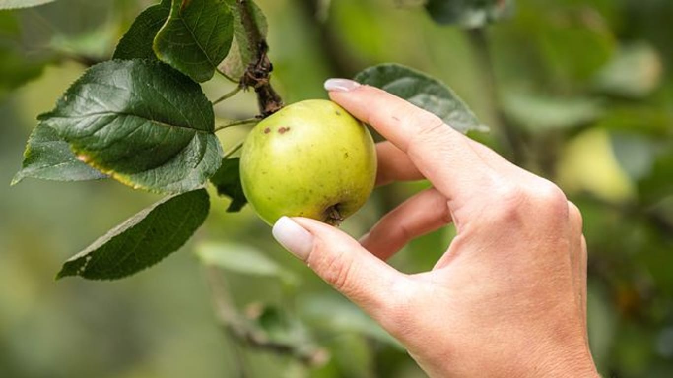 Obst: Die kleinen Äpfel sind ein verführerischer und kostenloser Snack für Zwischendurch.