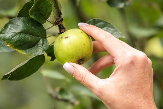 Obst: Die kleinen Äpfel sind ein verführerischer und kostenloser Snack für Zwischendurch.