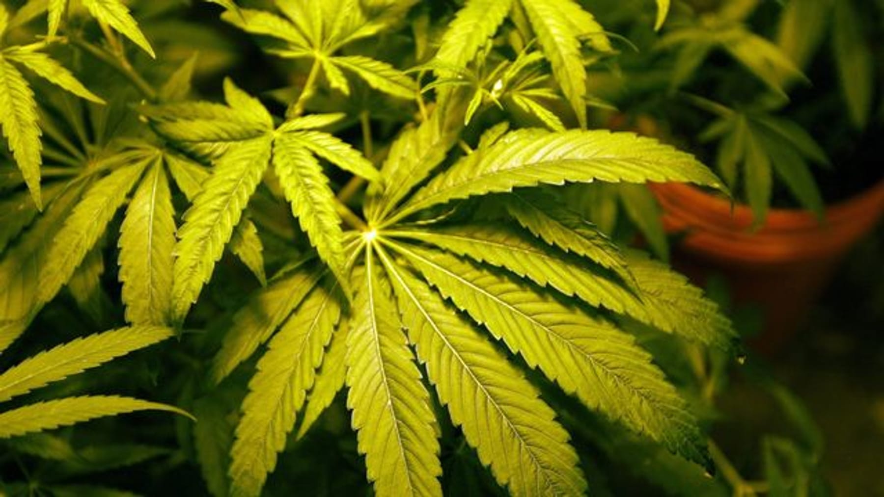 erste ernte in plantage für medizinisches cannabis
