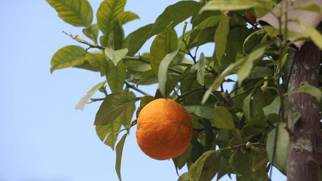 Orangenbaum