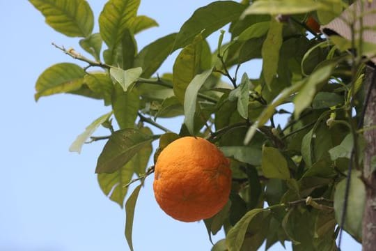 Orangenbaum