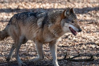 Wolf in Sachsen