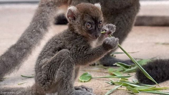 Ein junger Bambuslemur im Gehege: Der Kölner Zoo freut sich über Nachwuchs. Ein junger Bambuslemur im Gehege: Der Kölner Zoo freut sich über Nachwuchs.