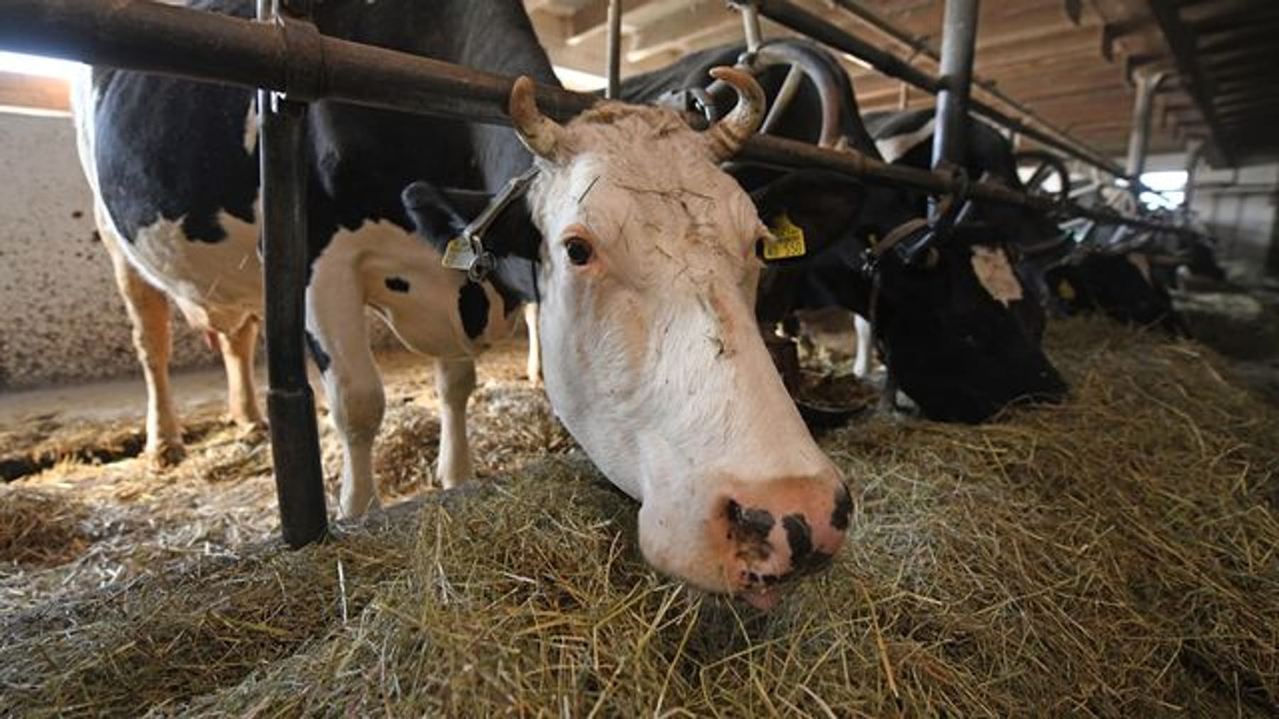 Tierquälerei? 33 tote Kühe im Stall von Landwirt