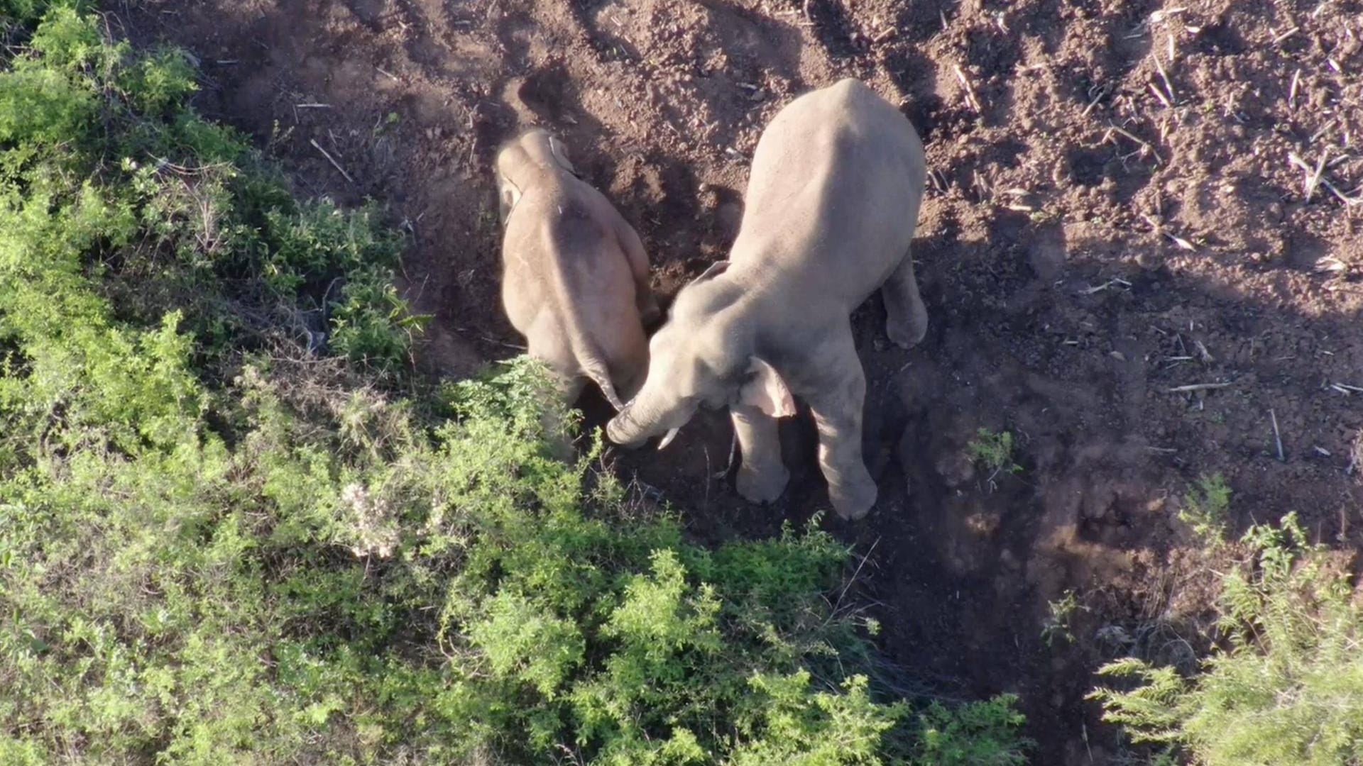 Drohnenaufnahme der Elefantenherde in China: Die Wanderung der Tiere hat eine Debatte über den Umweltschutz im Land entfacht.