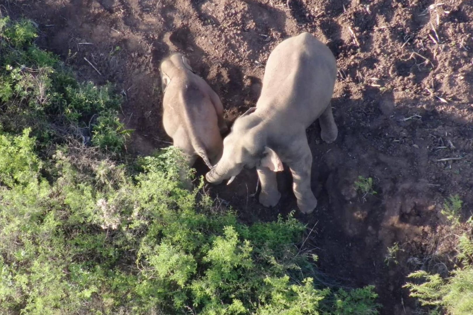 Drohnenaufnahme der Elefantenherde in China: Die Wanderung der Tiere hat eine Debatte über den Umweltschutz im Land entfacht.