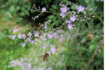 Riesen-Schleierkraut (Gypsophila paniculata): Die Staude punktet mit vielen kleinen Blüten.