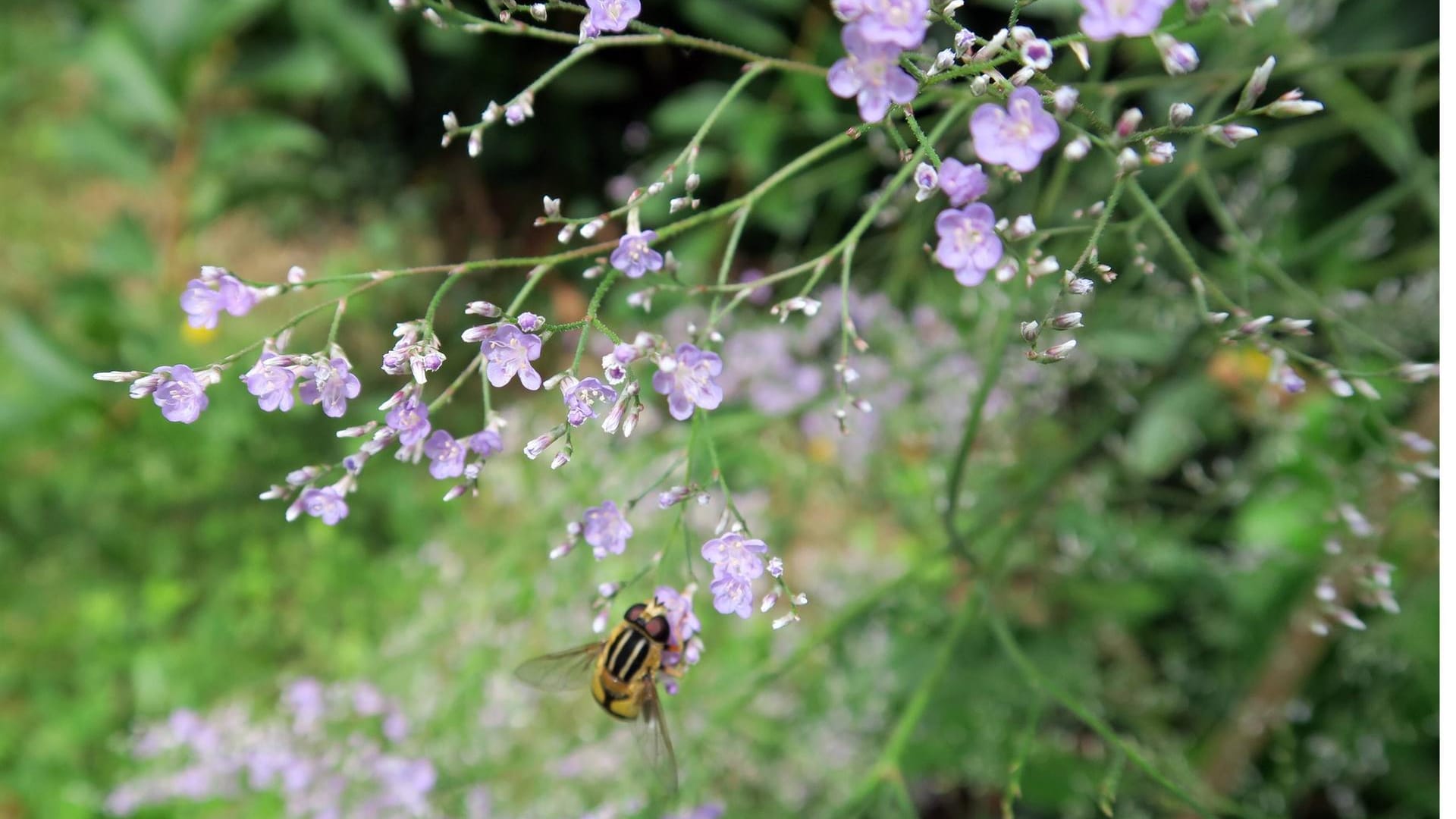 Riesen-Schleierkraut (Gypsophila paniculata): Die Staude punktet mit vielen kleinen Blüten.