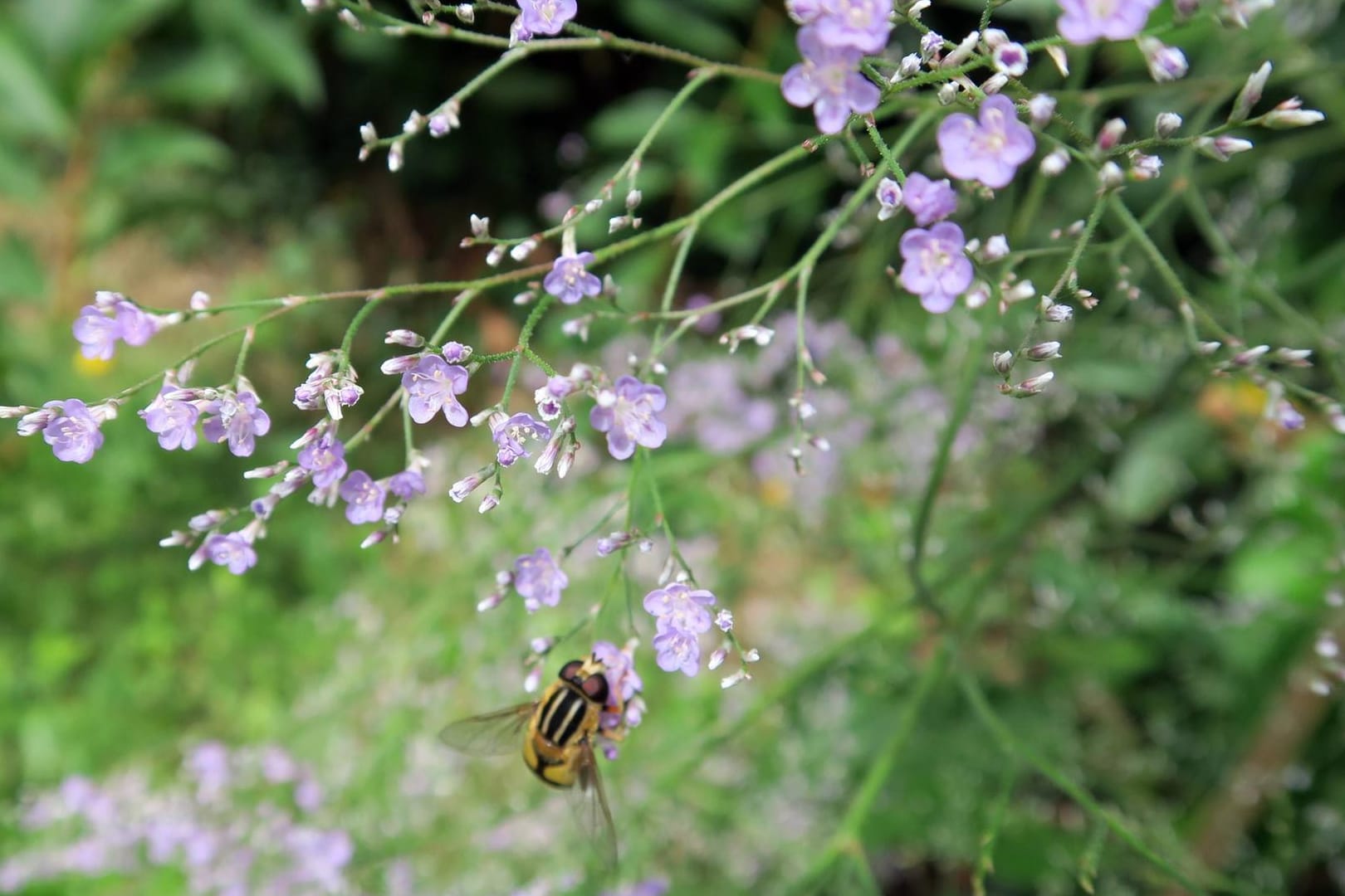 Riesen-Schleierkraut (Gypsophila paniculata): Die Staude punktet mit vielen kleinen Blüten.