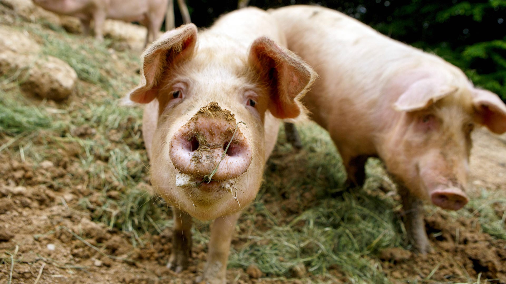 Discounter wenden sich von Billigfleisch ab: Doch was macht das mit unserer Gesellschaft?