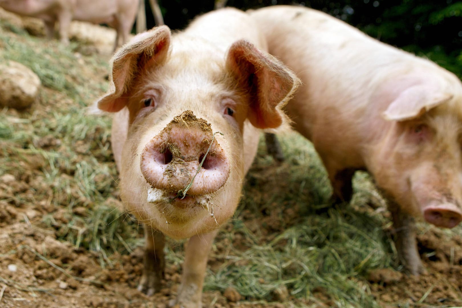 Discounter wenden sich von Billigfleisch ab: Doch was macht das mit unserer Gesellschaft?