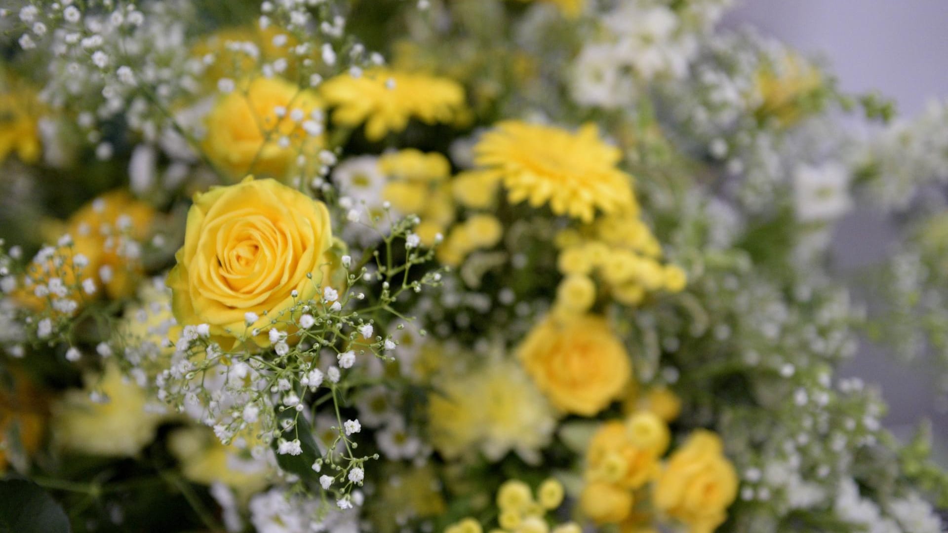 Hohes Schleierkraut (Gypsophila paniculata): Es passt gut zu Rosen und Gerbera.