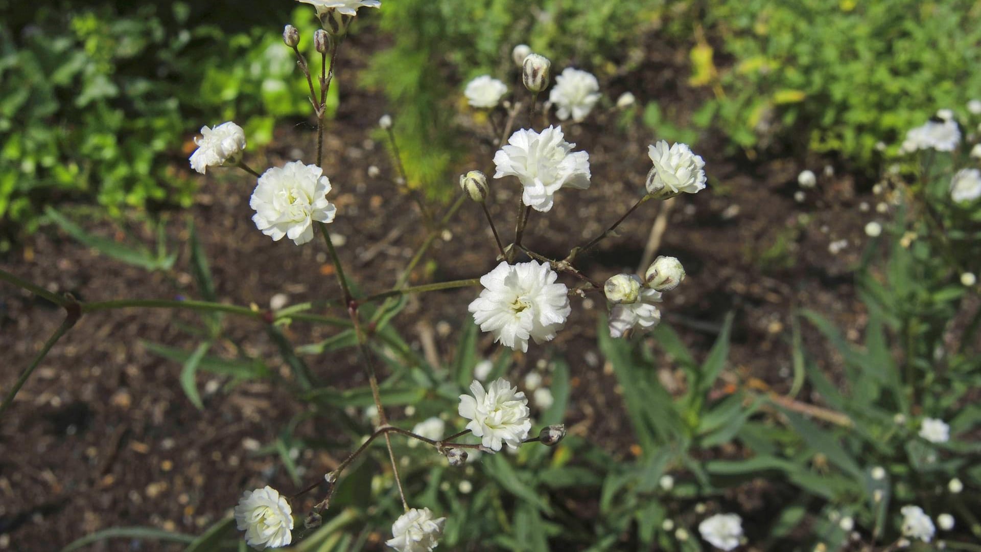 Hohes Schleierkraut (Gypsophila paniculata): Die Sorte 'Bristol Fairy' ist am weitesten verbreitet.