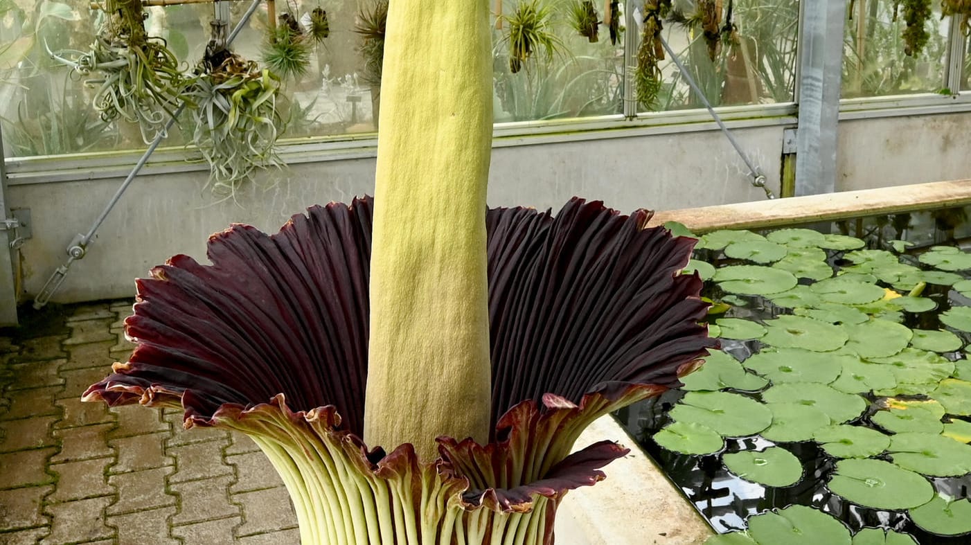 Der Titanwurz in der Uni Hohenheim in Stuttgart: Die Blüte der Pflanze riecht unangenehm.