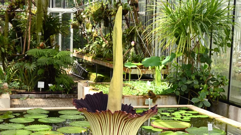 Ein Titanwurz entfaltet seine Blüte in den Gärten der Universität Hohenheim: Sie gilt als größte Blume der Welt und blüht nur einen Tag.