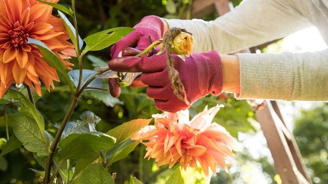 Schneiden Hobbygärtner die welken Köpfe der Dahlie regelmäßig ab, schiebt die Pflanze immer wieder neue Knospen nach.