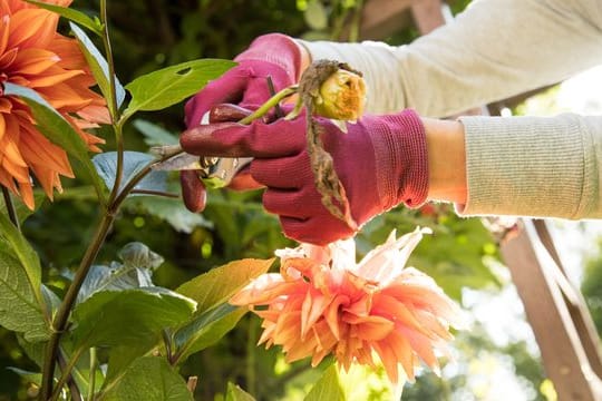 Schneiden Hobbygärtner die welken Köpfe der Dahlie regelmäßig ab, schiebt die Pflanze immer wieder neue Knospen nach.