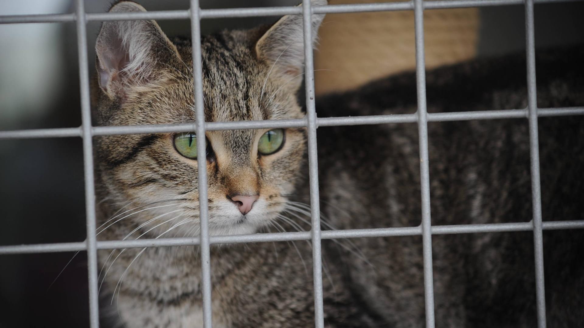 Katze im Tierheim: Im Lockdown haben sich besonders viele Menschen Haustiere angeschafft.