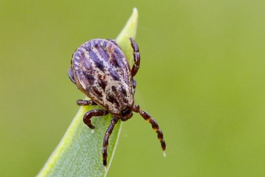 Zecken lauern in Gebüschen oder in hohem Gras und können Krankheiten wie Borreliose und FSME übertragen.