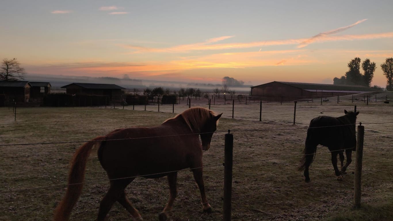 Pferde laufen im Sonnenuntergang auf der Koppel: Insgesamt befinden sich rund 300 Pferde in der Obhut von Landwirt Markus Wipperfürth.