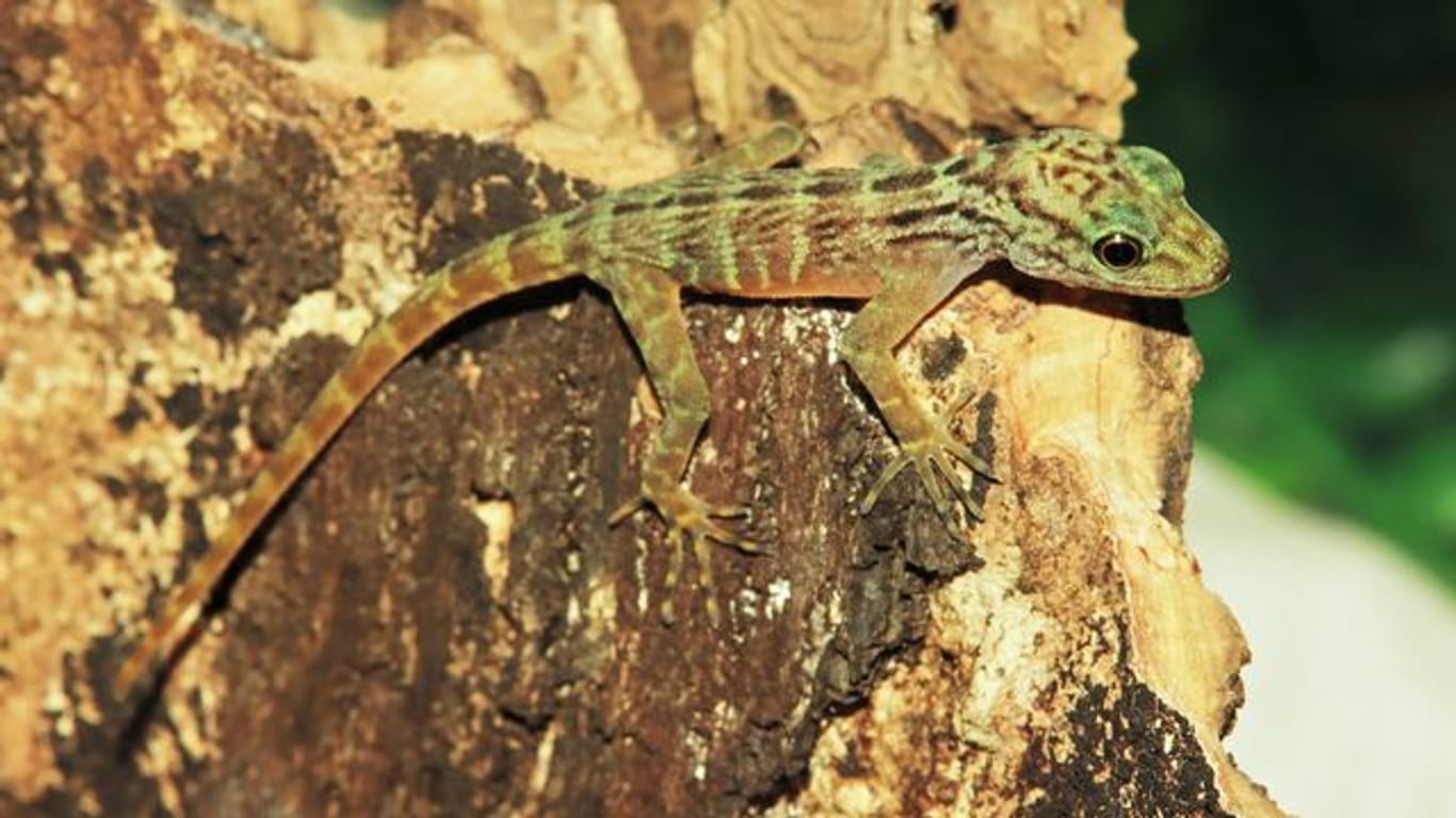 Seltener Gecko-Nachwuchs im Zoo Münster