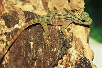 Seltener Gecko-Nachwuchs im Zoo Münster