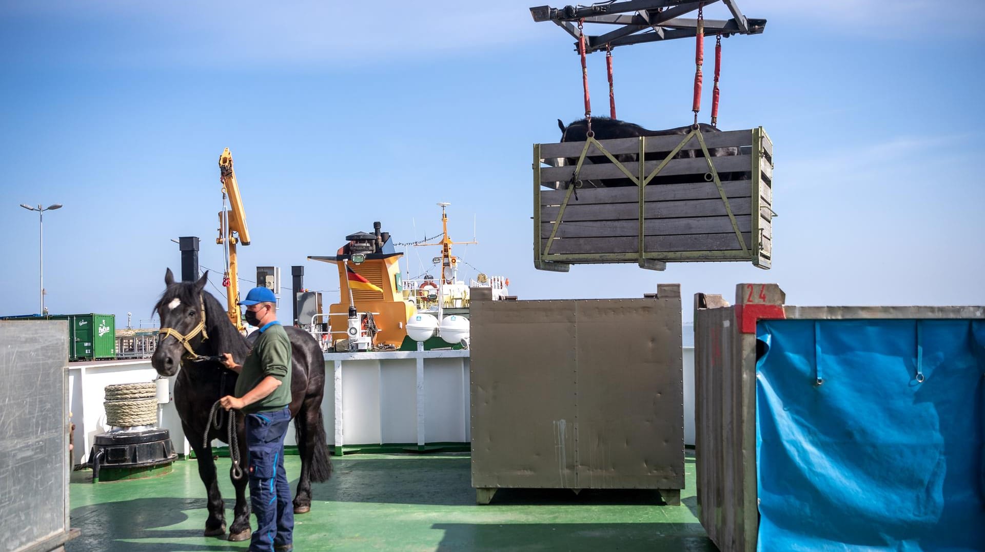 Pferde auf der Fähre: Auf Baltrum ersetzen Pferdefuhrwerke die Autos – die Tiere werden mit dem Schiff auf die Insel gebracht.