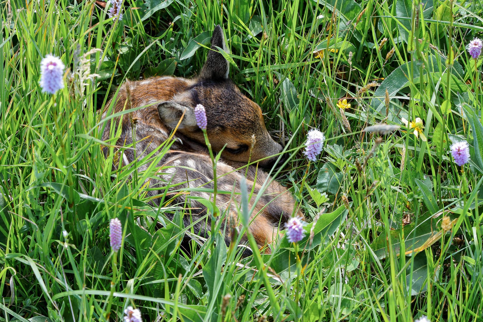 Jungtier im Gras (Symbolbild): Den kleinen Rehen fehlt in den ersten Lebenswochen der Fluchtinstinkt.