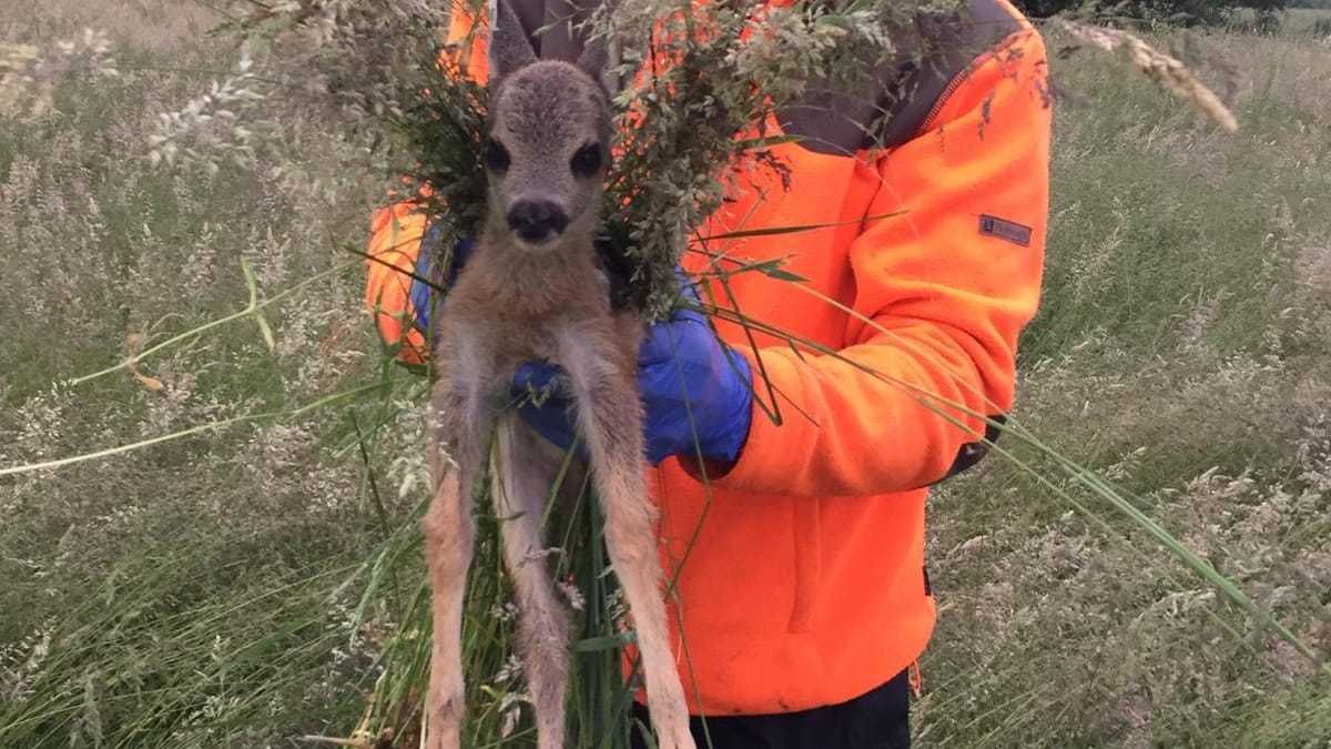 Die kleinen Rehe werden nur mit Handschuhen und Gras berührt: Es darf kein menschlicher Geruch hängenbleiben.