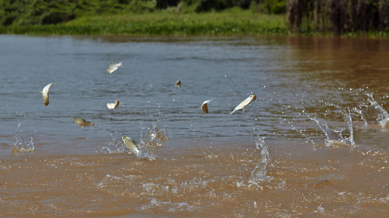 Fische springen aus dem Wasser (Archivbild): Im Sauerland könnte es am Kokain gelegen haben.