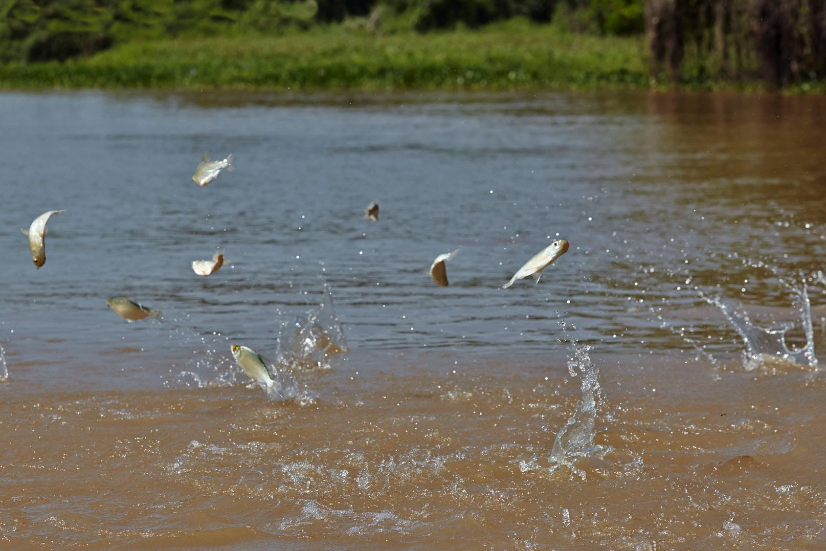 Fische springen aus dem Wasser (Archivbild): Im Sauerland könnte es am Kokain gelegen haben.