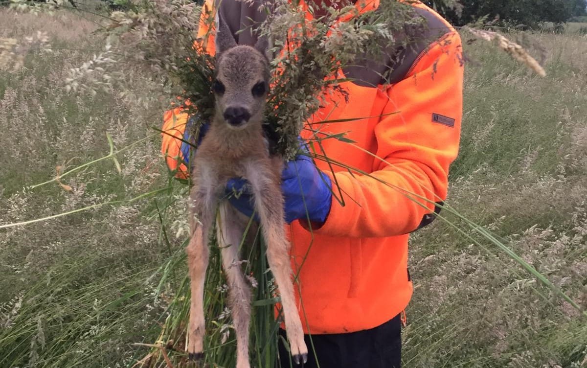 Fündig geworden: Die kleinen Rehe werden nur mit Handschuhen und Gras berührt. Es darf kein menschlicher Geruch hängenbleiben.