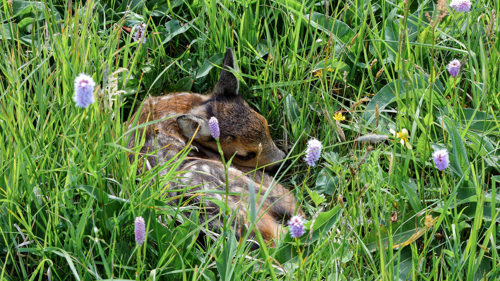 Ein Jungtier in der Wiese (Symbolbild): Den kleinen Rehen fehlt in den ersten Lebenswochen der Fluchtinstinkt. Bei Gefahr ducken sie sich – ein lebensgefährlicher Reflex während der Mahdsaison.