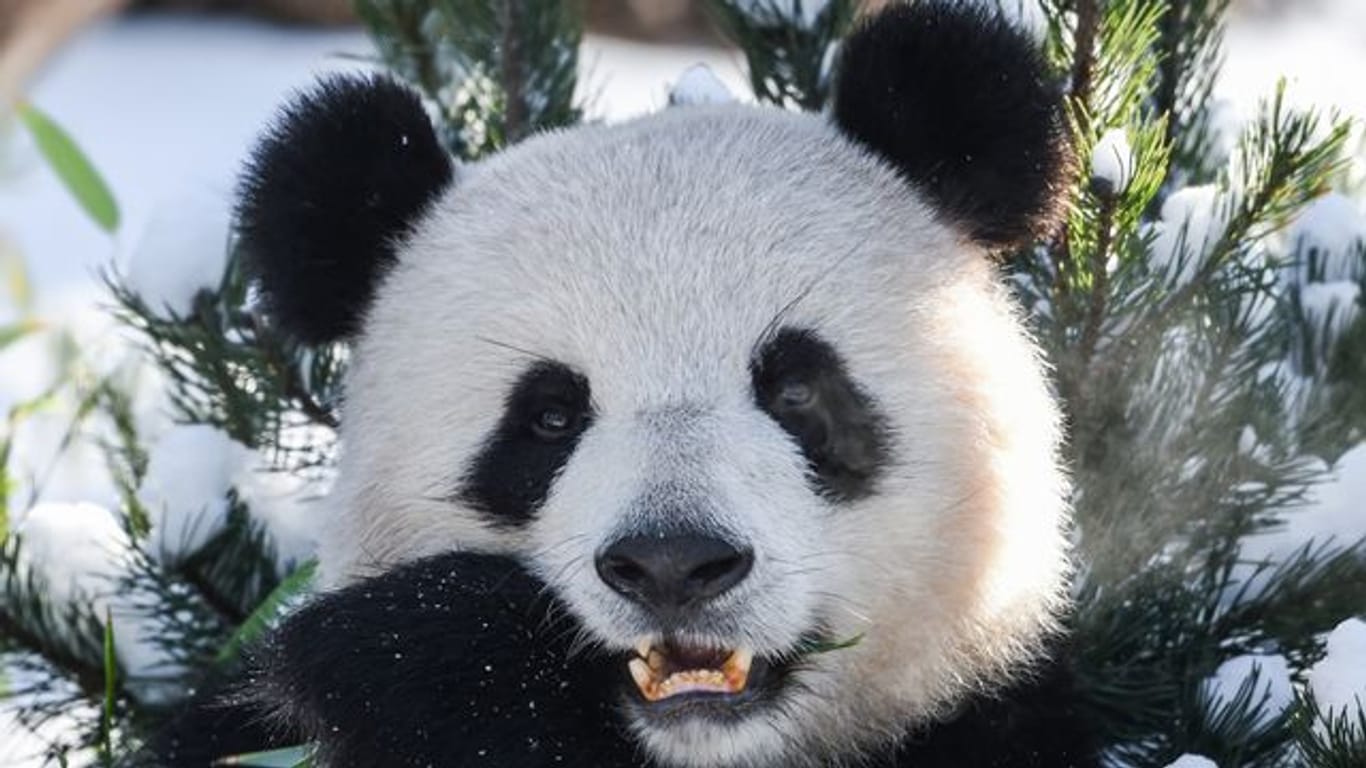 Panda-Dame Meng-Meng frisst Bambus (Archivbild): Sie lebt seit 2017 im Berliner Zoo.