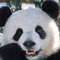 Panda-Dame Meng-Meng frisst Bambus (Archivbild): Sie lebt seit 2017 im Berliner Zoo.
