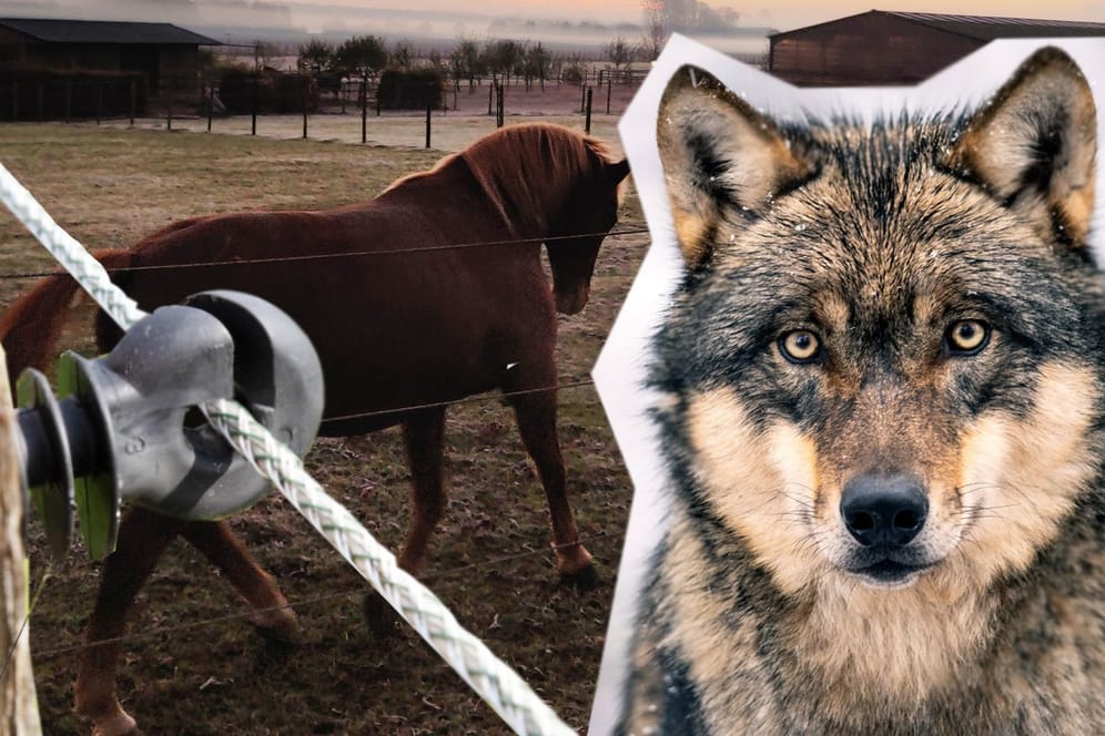 Ein Wolf vor einem Zaun, dahinter sind Pferde (Collage): Immer wieder kam es zu Wolfrissen in Nordrhein-Westfalen.