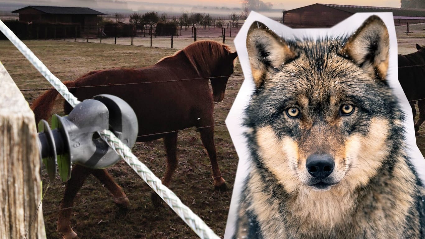 Ein Wolf vor einem Zaun, dahinter sind Pferde (Collage): Immer wieder kam es zu Wolfrissen in Nordrhein-Westfalen.