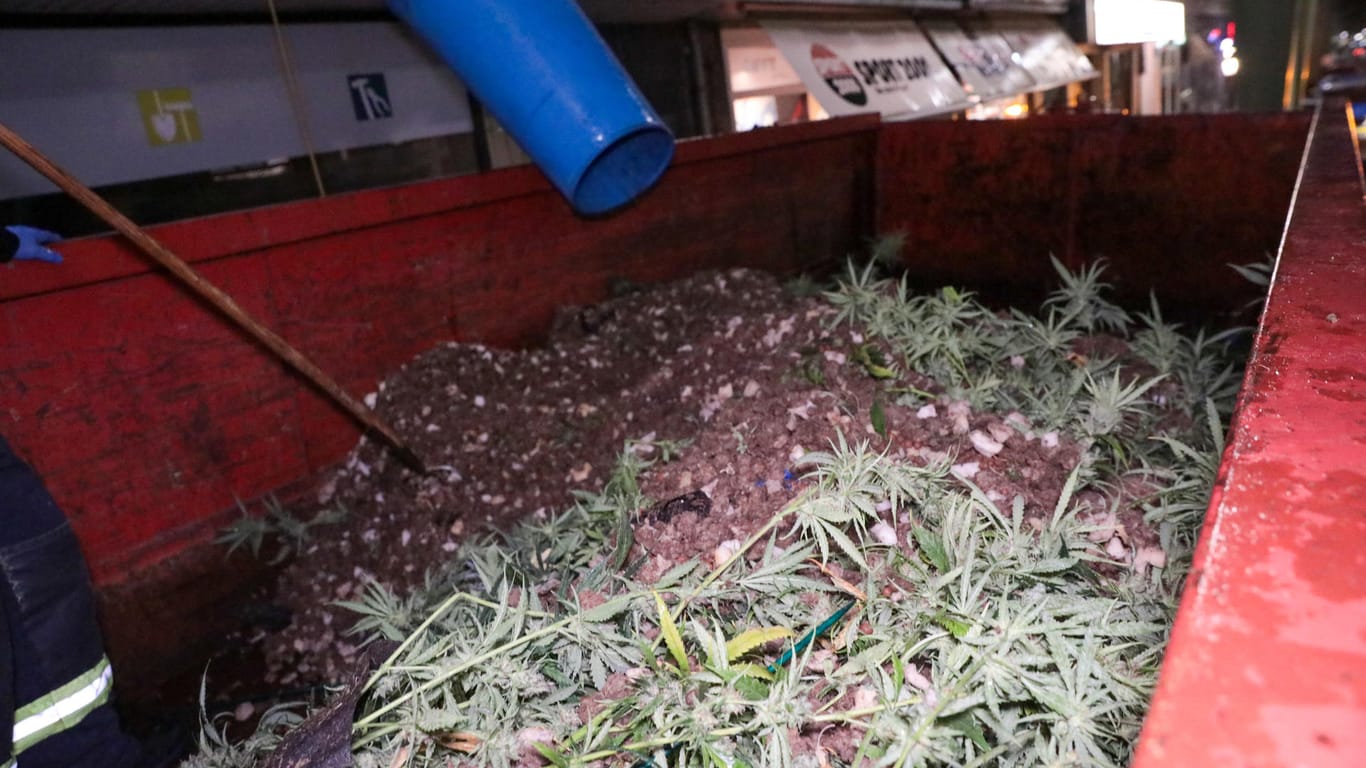 Cannabis-Pflanzen in einem Container: Die gefundenen Pflanzen wurden direkt entsorgt.