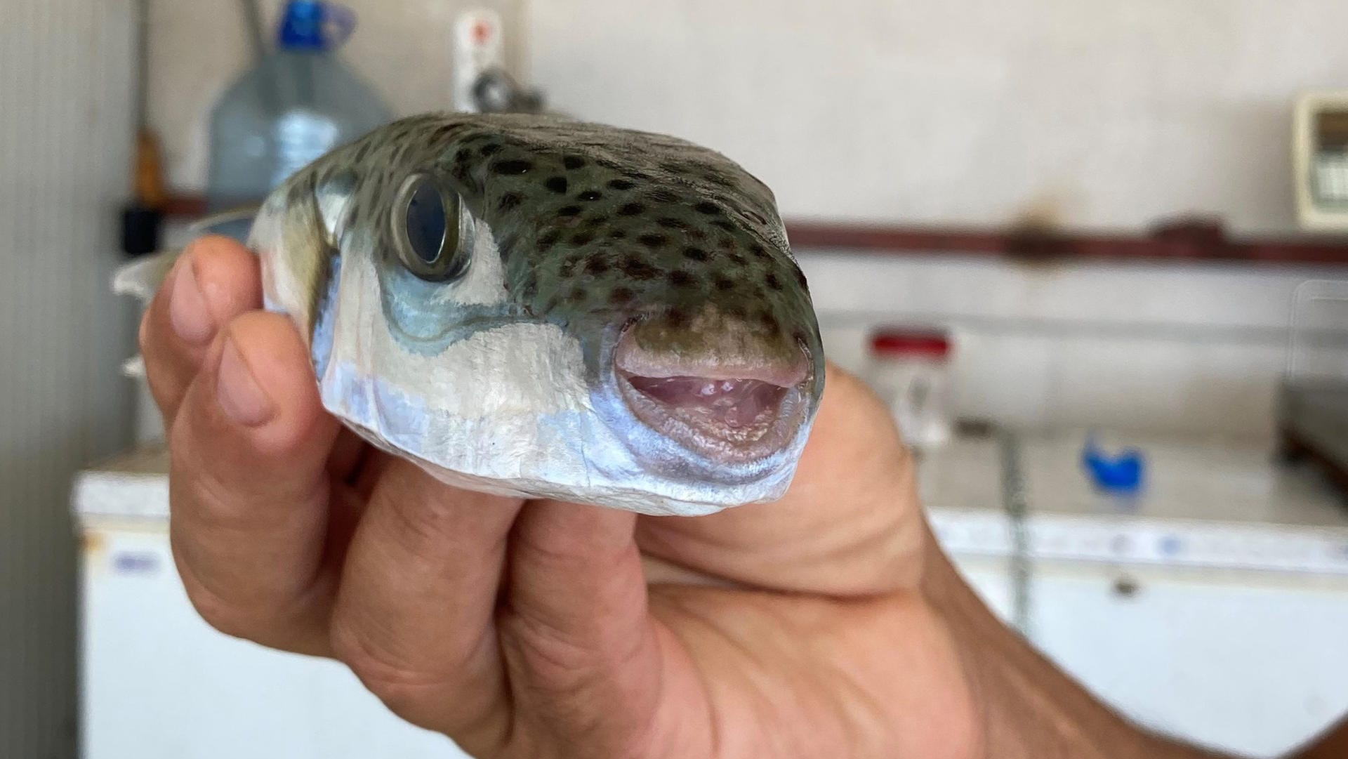 Kugelfisch in der Türkei: Die Tiere sind giftig und nicht zum Verzehr geeignet.