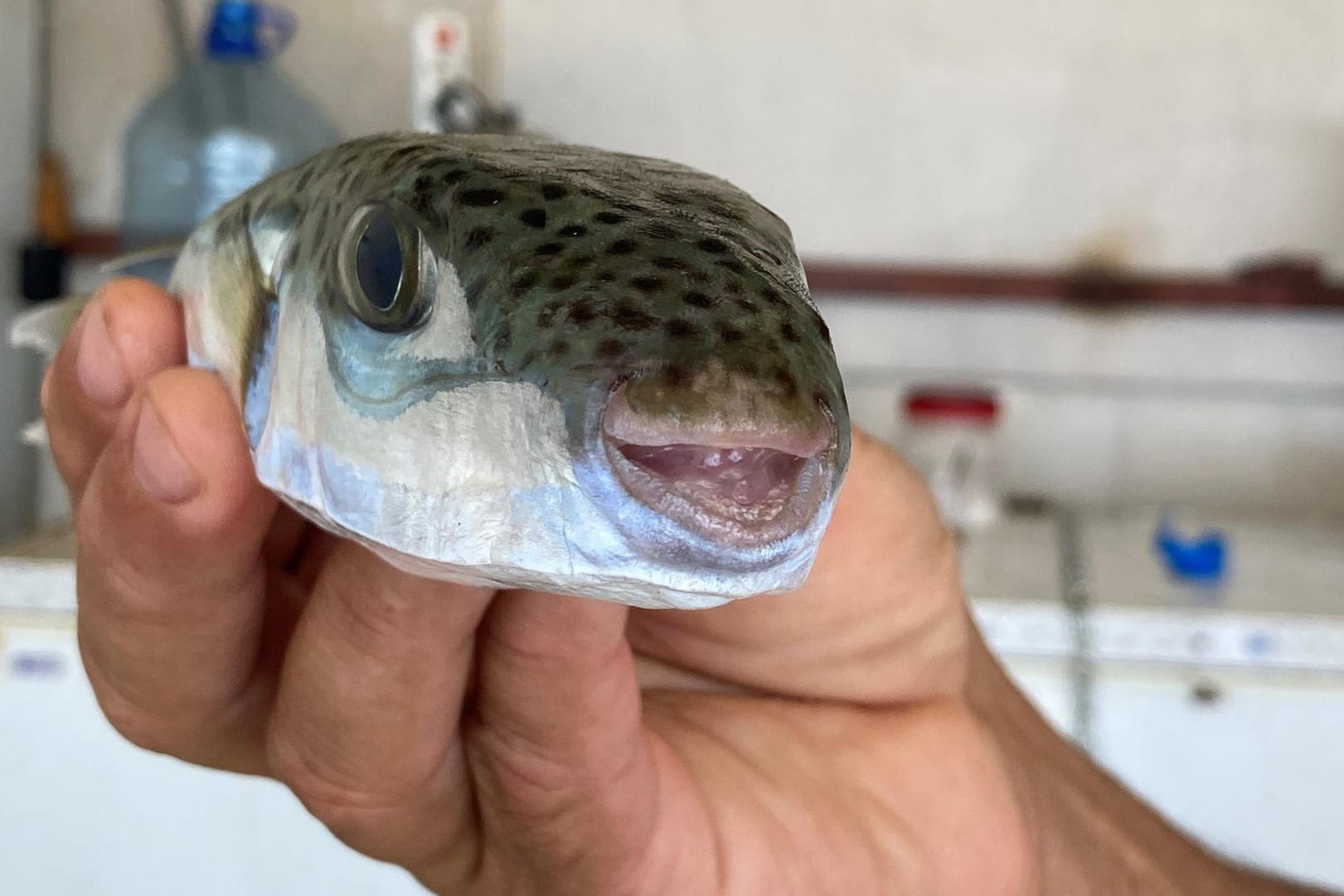 Kugelfisch in der Türkei: Die Tiere sind giftig und nicht zum Verzehr geeignet.