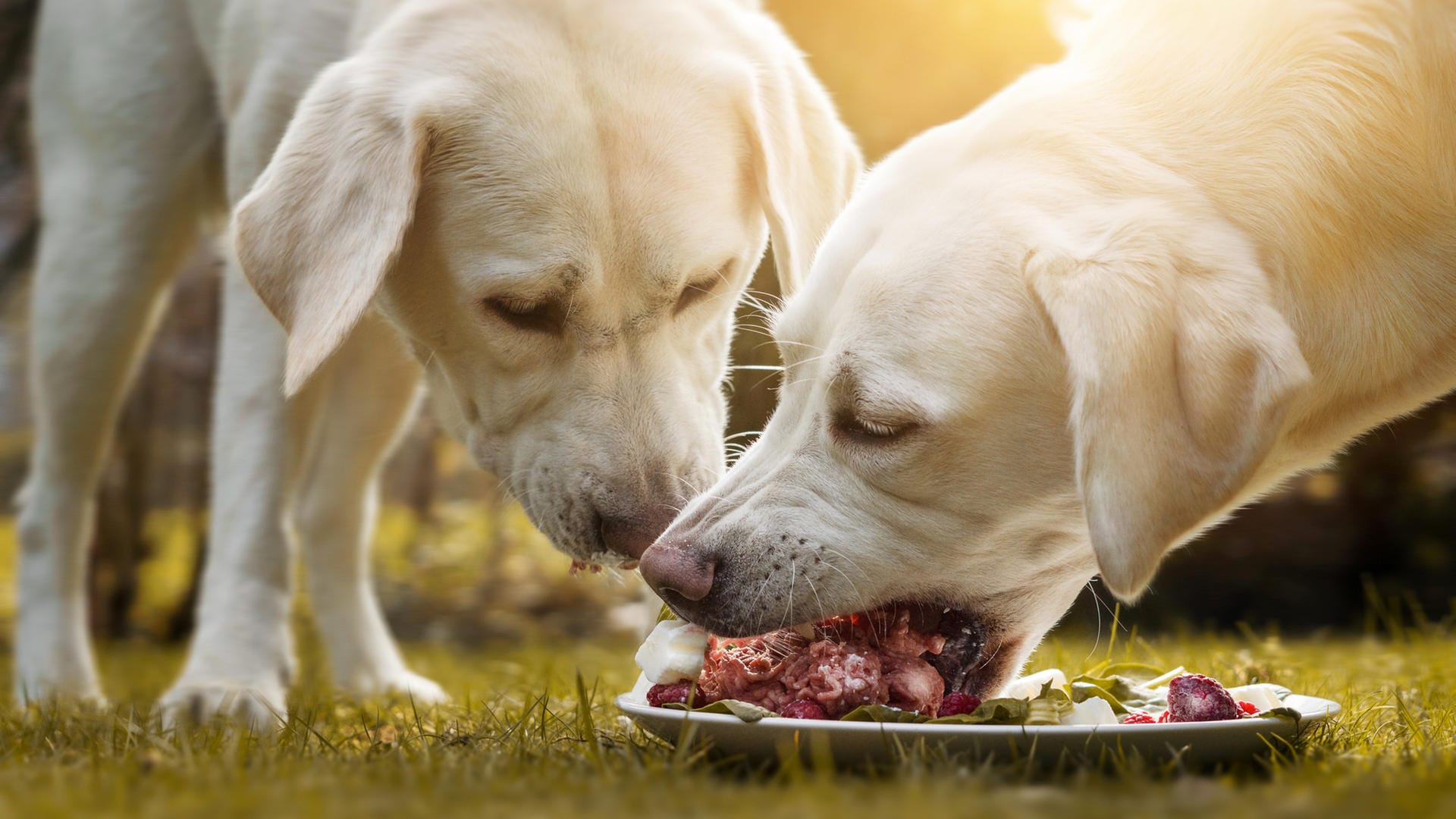 Hund: Eine bestimmte Art Hundefutter könnte laut Studie die Ausbreitung resistenter Bakterien fördern.